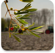 Environmental Responsibility Image